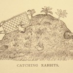 Early 1300s catching rabbits
