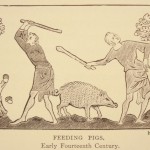 Early 1300s feeding pigs