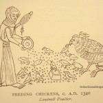 1340 feeding chickens