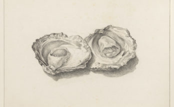drawing of two oysters by Jean Bernard, French artist, 1800s.