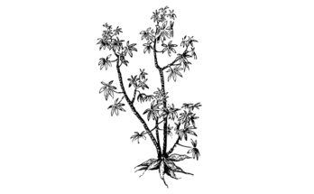 black and white line art of arrowroot plant.
